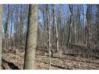 Property photo 14 - LAND AUCTION - 157+/- ACRES OFFERED IN 4 TRACTS IN WHITLEY COUNTY, INDIANA